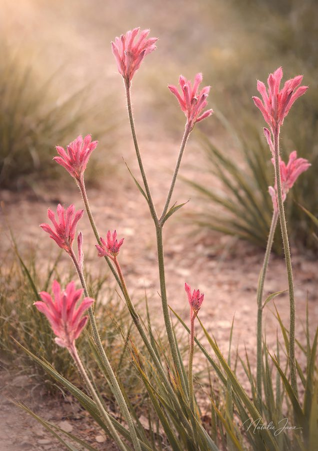 Kangaroo Paw